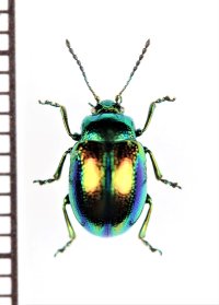 ハムシの一種　Chrysolina herbacea　イタリア