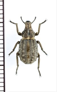 イボゾウムシの一種　Brachycerus sp.　南アフリカ