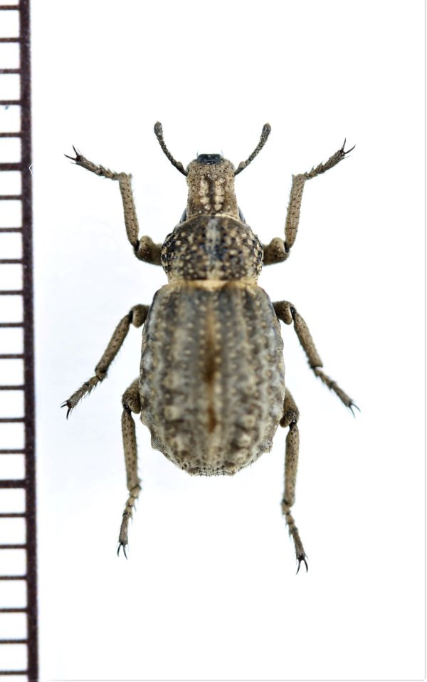 画像1: イボゾウムシの一種　Brachycerus sp.　南アフリカ