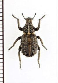 イボゾウムシの一種　Brachycerus sp.　南アフリカ