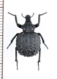 イボゾウムシの一種　Brachycerus sp.　イスラエル