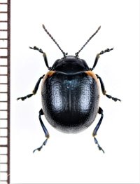 ハムシの一種　Chrysolina rossia　イタリア