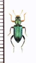 カッコウムシの一種　Cleridae species　オーストラリア
