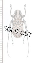 カミキリムシの一種　Cerambycidae species　♂　 フィリピン(パラワン島)