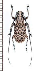 カミキリムシの一種　Cerambycidae species　♂　 フィリピン(パラワン島)