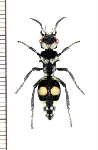 アリバチの一種　Hoplomutilla sp.　♀　エクアドル