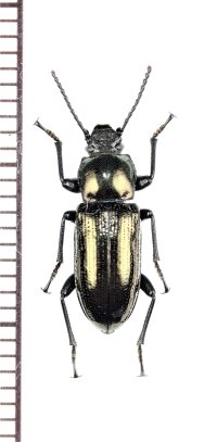 ゴミムシダマシの一種　Tenebrionidae species　フィリピン（パラワン島）