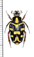 グンテルチビエグリハナムグリ　♀　フィリピン(ミンダナオ島)