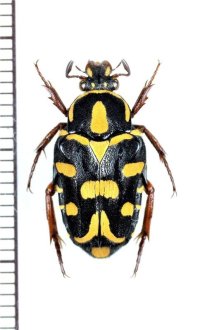 グンテルチビエグリハナムグリ　♀　フィリピン(ミンダナオ島)