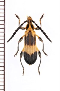 ベニボタル擬態のカミキリムシの一種　Aphylax lyciformis　♂　 ブラジル