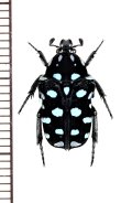 ヒメキヌツヤハナムグリ　♂　フィリピン(ミンダナオ島)