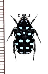 ヒメキヌツヤハナムグリ　♂　フィリピン(ミンダナオ島)