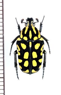 キスジキヌツヤハナムグリ　♀　フィリピン(ミンドロ島)