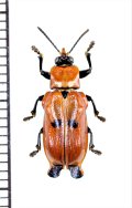 ハムシの一種　Xenarescus sp.　エクアドル
