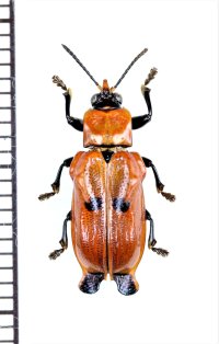 ハムシの一種　Xenarescus sp.　エクアドル
