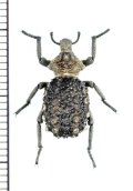 イボゾウムシの一種　Brachycerus sp.　タンザニア