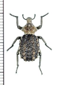 イボゾウムシの一種　Brachycerus sp.　タンザニア