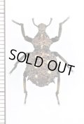 イボゾウムシの一種　Brachycerus sp.　タンザニア
