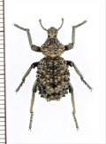 イボゾウムシの一種　Brachycerus sp.　ザンビア