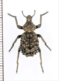 イボゾウムシの一種　Brachycerus sp.　ザンビア