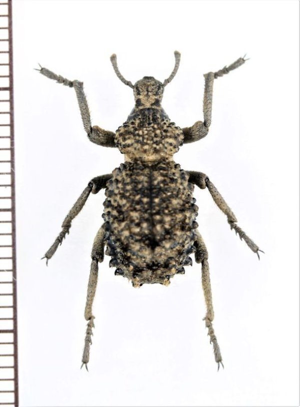 画像1: イボゾウムシの一種　Brachycerus sp.　ザンビア