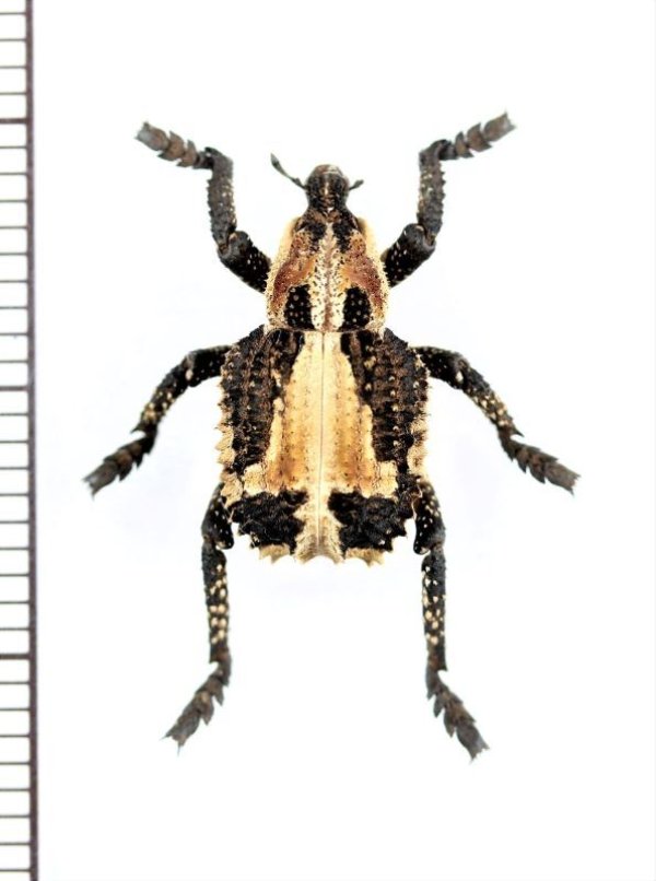 画像1: ゾウムシの一種　Curculionidae species　ボツワナ