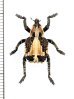 画像1: ゾウムシの一種　Curculionidae species　ボツワナ (1)