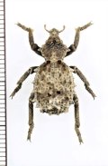 イボゾウムシの一種　Brachycerus sp.　ナミビア
