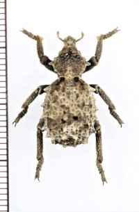 イボゾウムシの一種　Brachycerus sp.　ナミビア