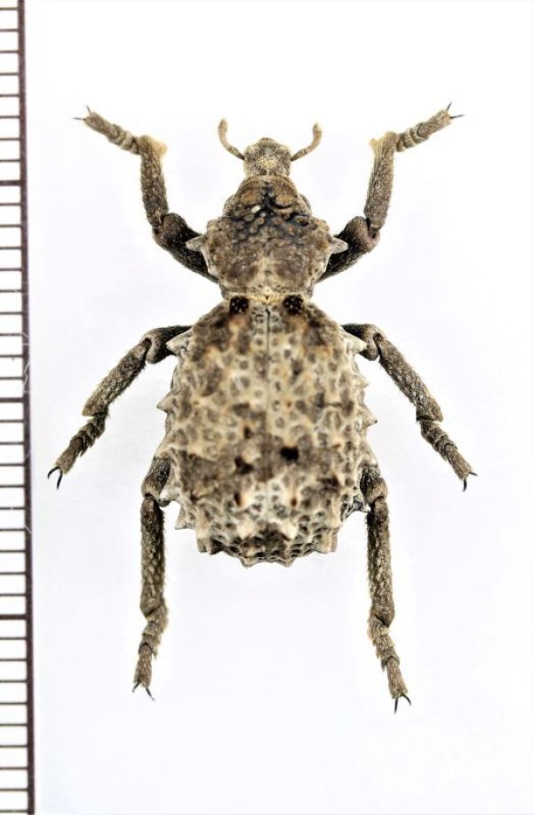 画像1: イボゾウムシの一種　Brachycerus sp.　ナミビア