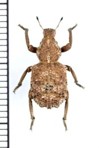 ゾウムシの一種　Curculionidae species　ボツワナ
