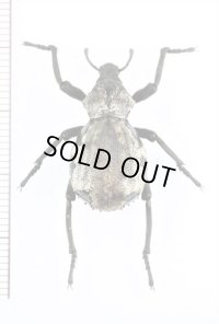 イボゾウムシの一種　Brachycerus sp.　ザンビア