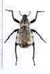 画像1: イボゾウムシの一種　Brachycerus sp.　ザンビア (1)