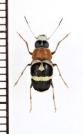 アリバチ擬態のヒゲナガゾウムシの一種　 Hucus sp.　マレーシア