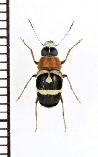 アリバチ擬態のヒゲナガゾウムシの一種　 Hucus sp.　マレーシア