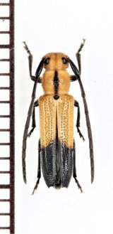 ベニボタル擬態のカミキリムシの一種　Cerambycidae species　ケニア