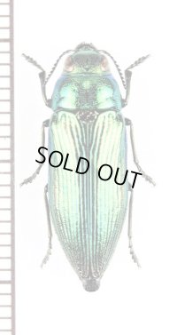 アオタマムシの一種　Eurythyrea austriaca　♀　クロアチア