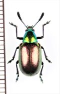 ハムシの一種　Chrysomeridae species　ナミビア