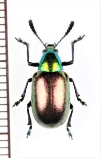 ハムシの一種　Chrysomeridae species　ナミビア