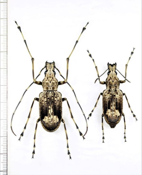 画像1: ヒゲナガゾウムシの一種　 Eugigas goliathus　ペア　♂42.5mm♀37.5mm　マレーシア