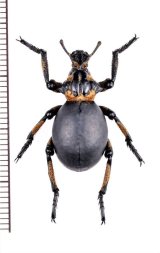 イボゾウムシの一種　Brachyceridae species　南アフリカ
