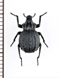 イボゾウムシの一種　Brachycerus sp.　アルメニア