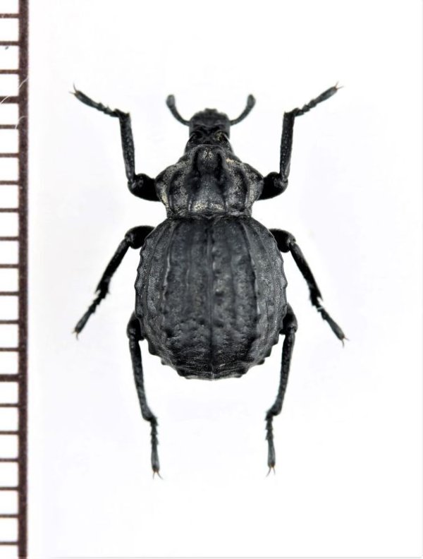 画像1: イボゾウムシの一種　Brachycerus sp.　アルメニア