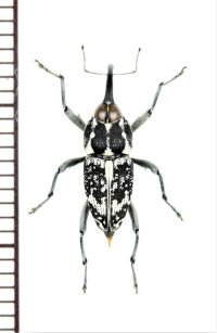 クモゾウムシの一種　Mecopus sp.　♀　 ベトナム南部