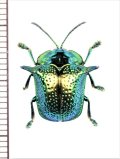 ブローチハムシの一種　Omocerus sp.　 ブラジル