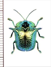 ブローチハムシの一種　Omocerus sp.　 ブラジル