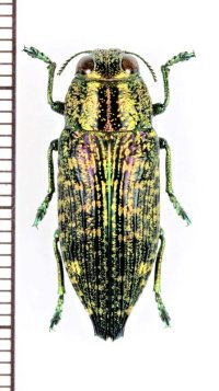 ツヤタマムシの一種　Lampetis sp.　ベトナム北中部