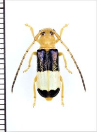 ハムシ擬態のカミキリムシの一種　Cerambycidae species　♂　ベトナム北東部