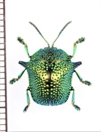 ブローチハムシの一種　Omocerus sp.　 ブラジル