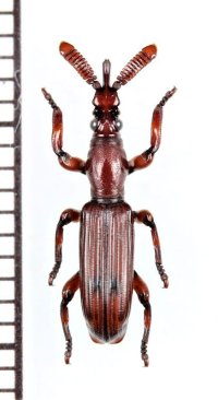 好蟻性オニミツギリゾウムシの一種　Paussobrenthus sp.　♀　ベトナム